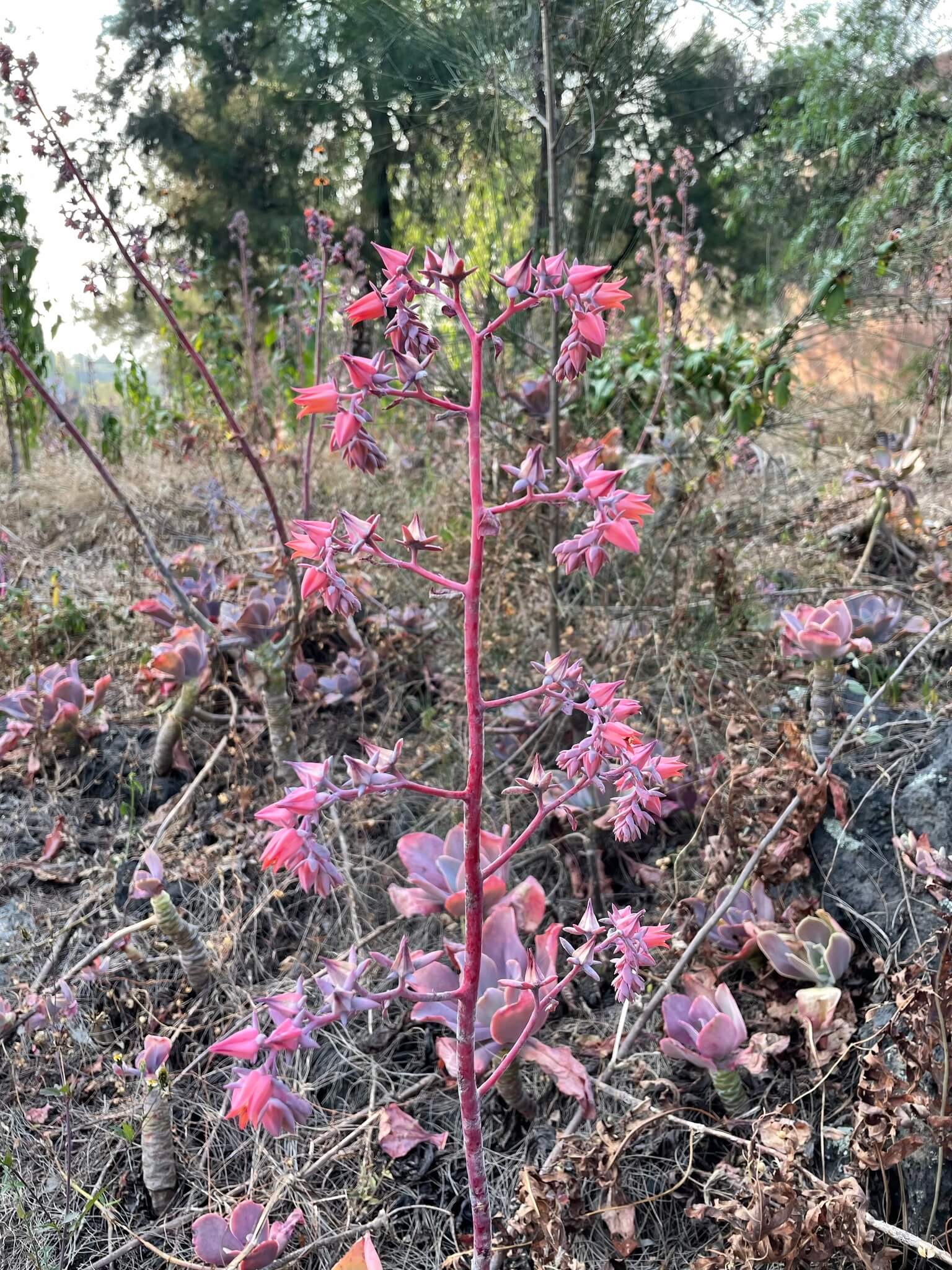 Echeveria gibbiflora